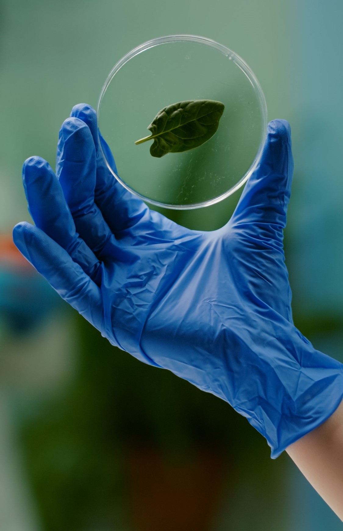 closeup-biologist-woman-hands-holding-medical-sample-green-leaf-discovering-genetic-mutation