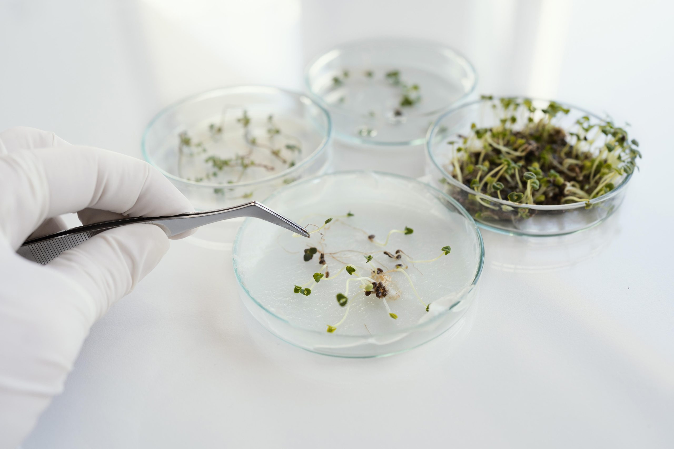 Насіння & Посівний матеріал