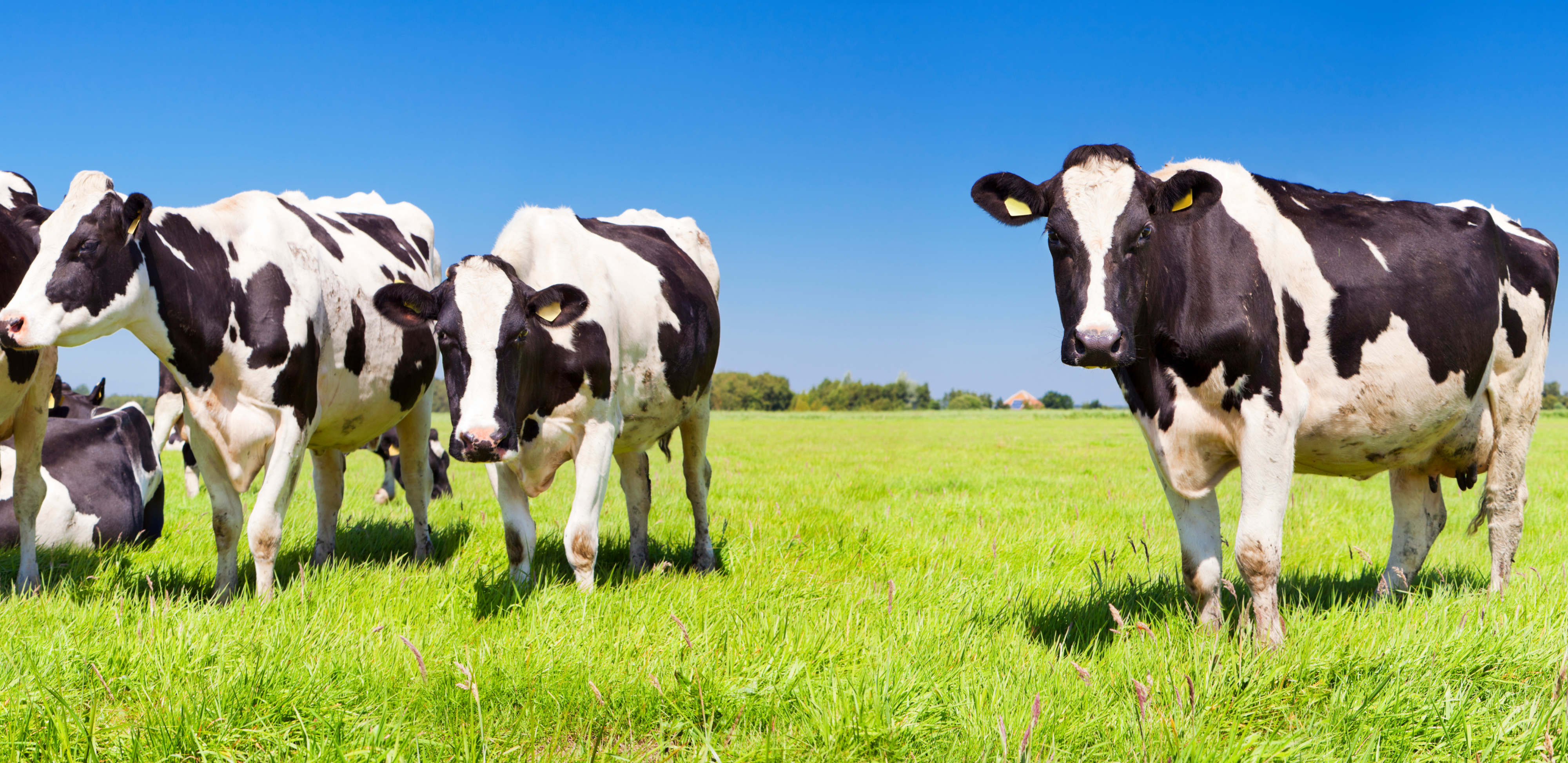 Кормова безпека