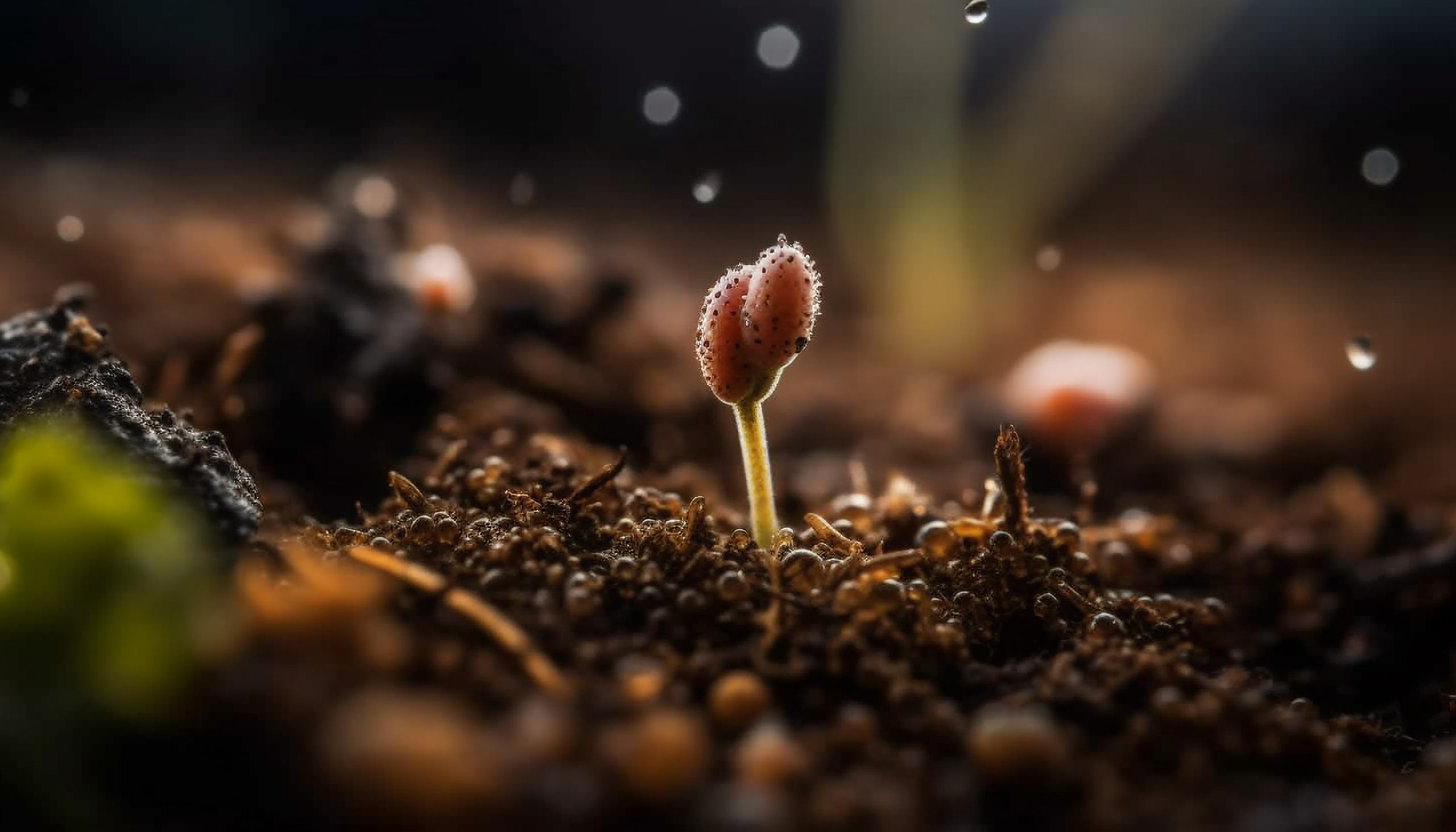 Fresh green seedling grows in wet dirt generated by AI